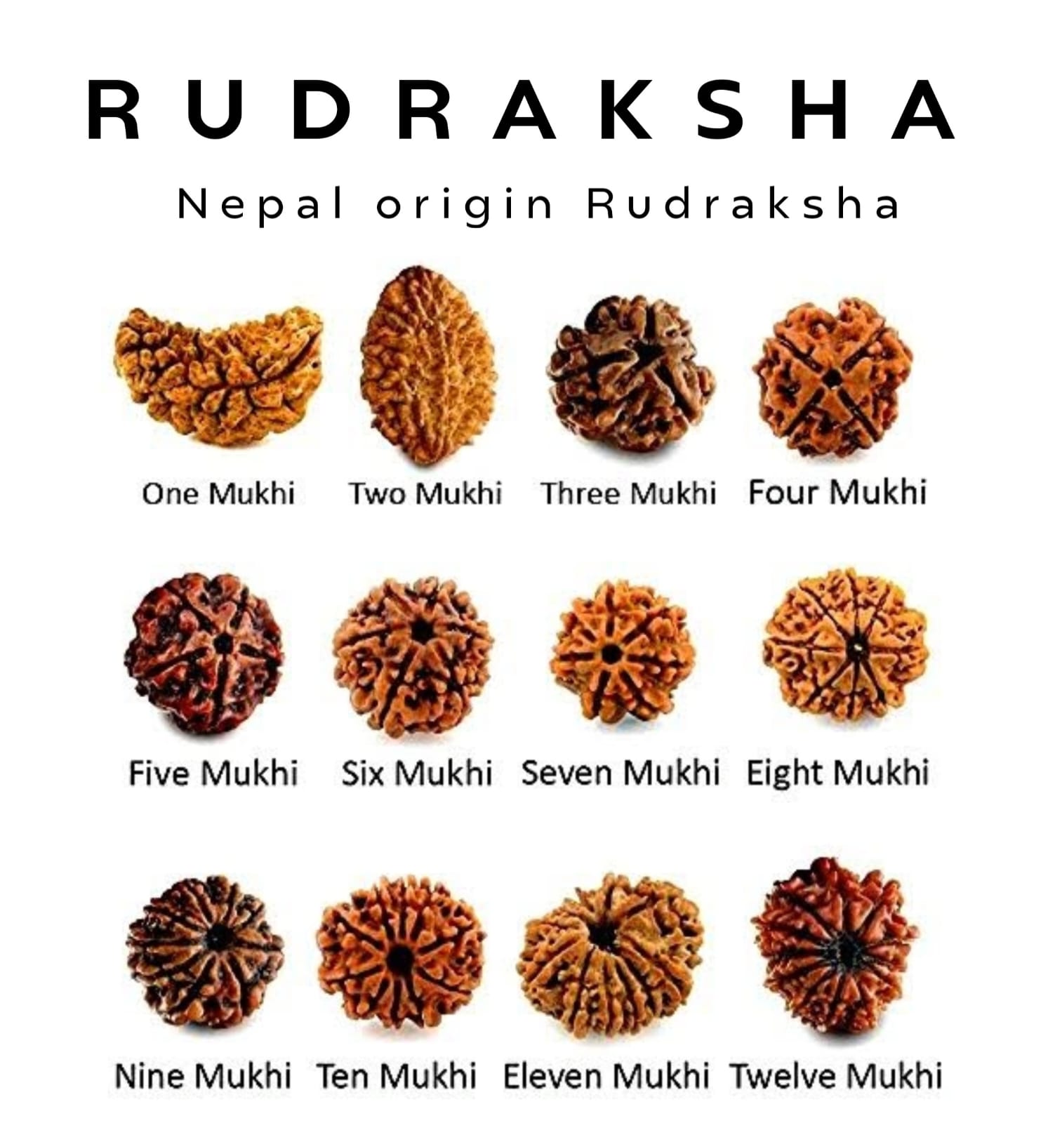 Rudraksh Bracelet, Rudraksh